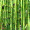 تصوير گياه دم اسب (Horsetail)