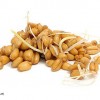 تصوير جوانه گندم (Wheat germ)