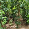 تصویر درخت دارچین (Cinnamon)