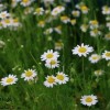 تصویر گیاه بابونه (Chamomile)